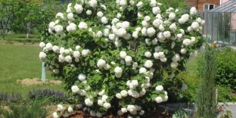 Kalina buldenezh: opis i fotografija, sadnja, njega